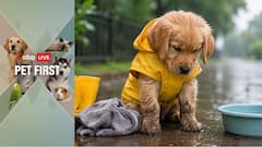 Pet First | Tips To Keep Your Fur Baby’s Paws Clean After Walks In Mud And Rain