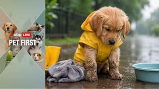 Pet First | Tips To Keep Your Fur Baby’s Paws Clean After Walks In Mud And Rain