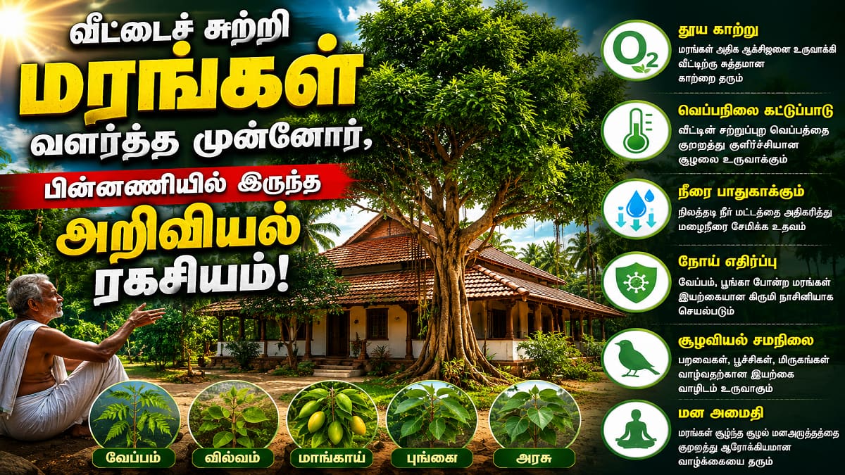 வீட்டைச் சுற்றி மரங்கள் வளர்த்த முன்னோர்... இயற்கையை மட்டுமல்ல, உடல்நலத்தையும் காத்த அறிவியல் ரகசியம்!