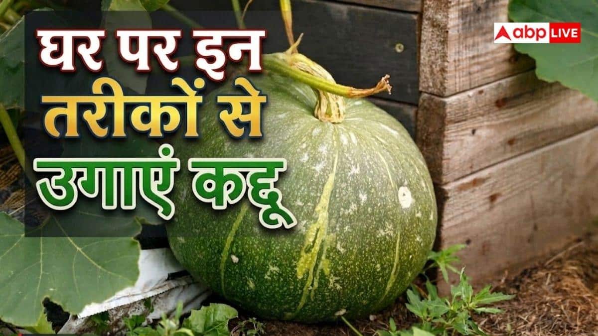 घर में भी उगा सकते हैं कद्दू, बस इन बातों का रखें ध्यान