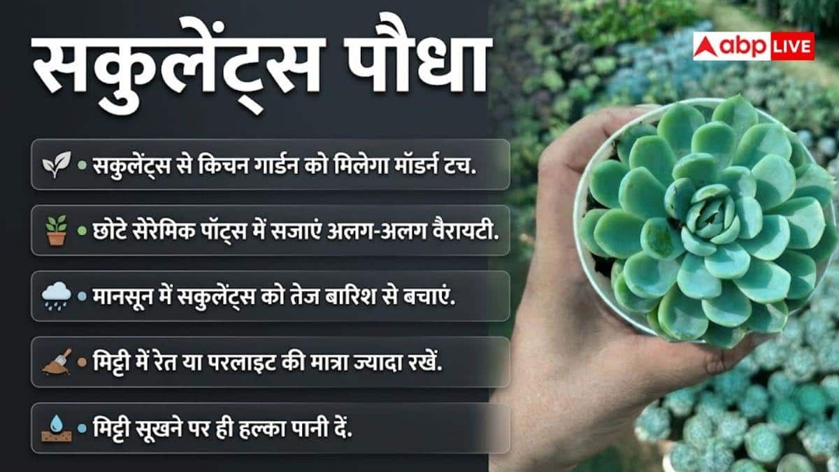 मानसून में इन पौधों से सजाएं किचन गार्डन, दिखेगा शानदार