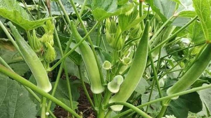 खेत में फल की क्वालिटी जांचने का सबसे आसान देसी नुस्खा है भिंडी की नोक मोड़ना. अगर नोक एक झटके में 'चट' की आवाज के साथ टूट जाए तो समझें फल ए-ग्रेड है. लेकिन अगर नोक मुड़ जाए और न टूटे, तो समझ लीजिए कि उसमें कड़े रेशे बन चुके हैं.