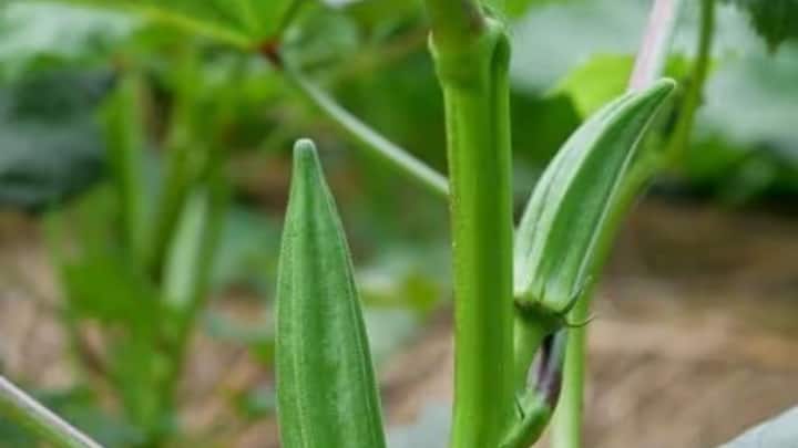 अगर खेत में कोई भिंडी बहुत मोटी या सख्त छूट गई हो तो उसे भी तुरंत काटकर अलग कर दें. ऐसी भिंडी पौधे की सारी ताकत खींच लेती है. नियमित तुड़ाई, सही ग्रेडिंग और समय पर मंडी पहुंचाने से आपकी फसल हमेशा अव्वल रहेगी और आपको सबसे बढ़िया मुनाफा मिलेगा.