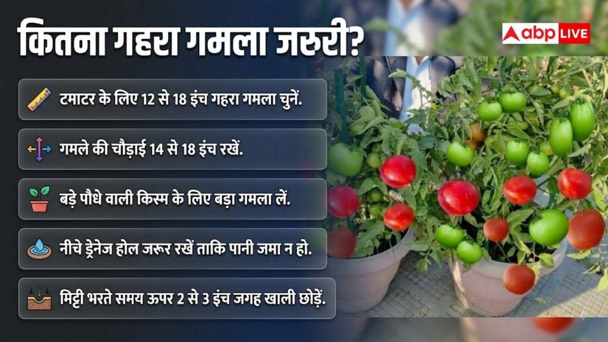 घर पर करना चाहते हैं टमाटर की खेती, जानें कितना गहरा गमला चाहिए?