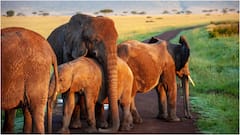 World Elephant Day : ప్రపంచ ఏనుగుల దినోత్సవం 2026.. ఏనుగుల గురించి ఈ ఆసక్తికరమైన విషయాలు తెలుసా?