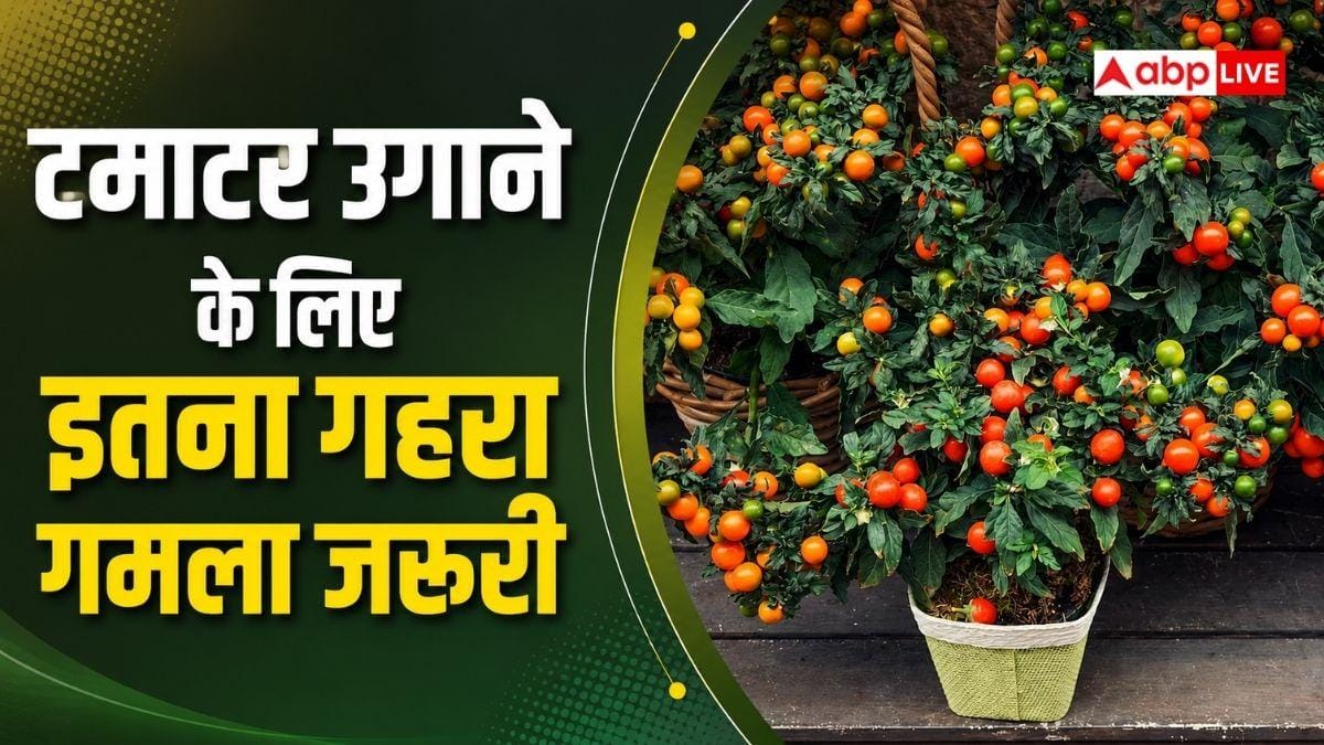 घर पर करना चाहते हैं टमाटर की खेती, जानें कितना गहरा गमला चाहिए?