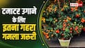 घर पर करना चाहते हैं टमाटर की खेती, जानें कितना गहरा गमला चाहिए?