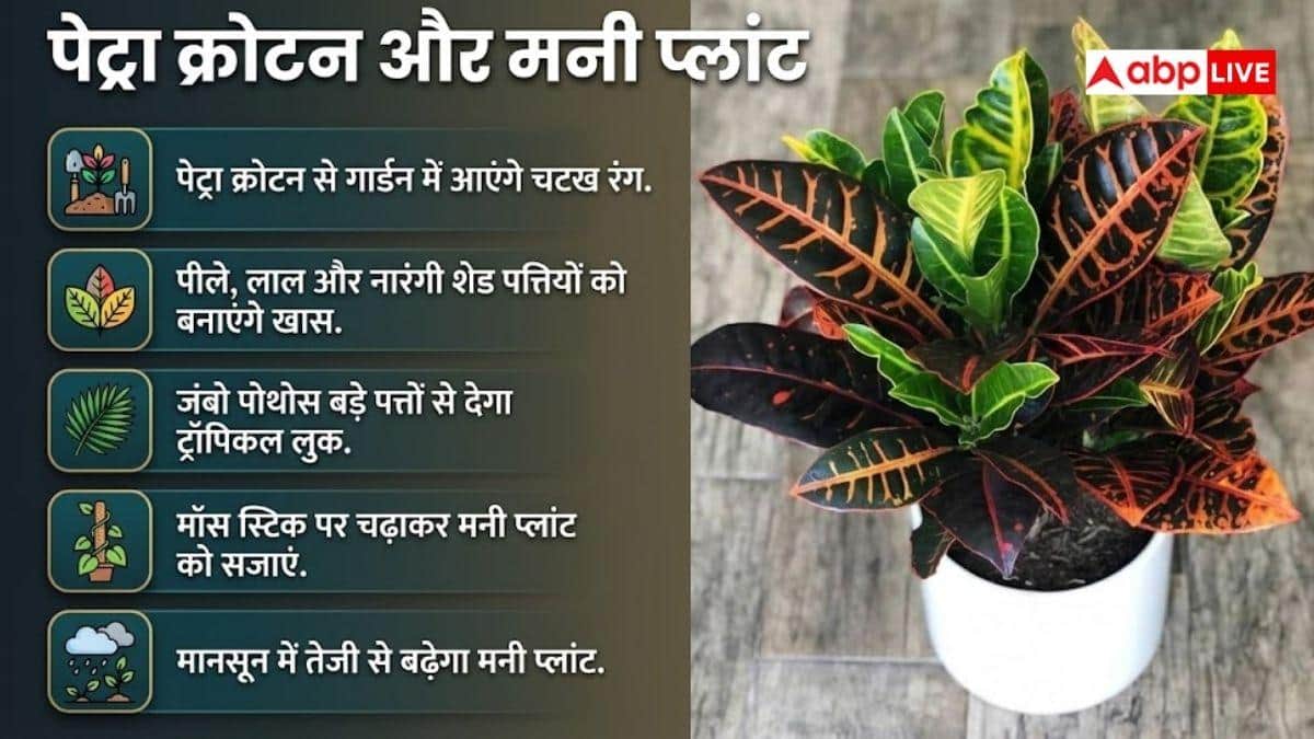 मानसून में इन पौधों से सजाएं किचन गार्डन, दिखेगा शानदार