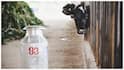 Cow Urine Selling: పాలు సేకరణ కేంద్రంలా గోమూత్ర సేకరణ కేంద్రాలు! లీటరు రూ. 10! ఈ పైలట్ ప్రాజెక్టు గురించి తెలుసా? 