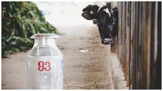 Cow Urine Selling: పాలు సేకరణ కేంద్రంలా గోమూత్ర సేకరణ కేంద్రాలు! లీటరు రూ. 10! ఈ పైలట్ ప్రాజెక్టు గురించి తెలుసా? 