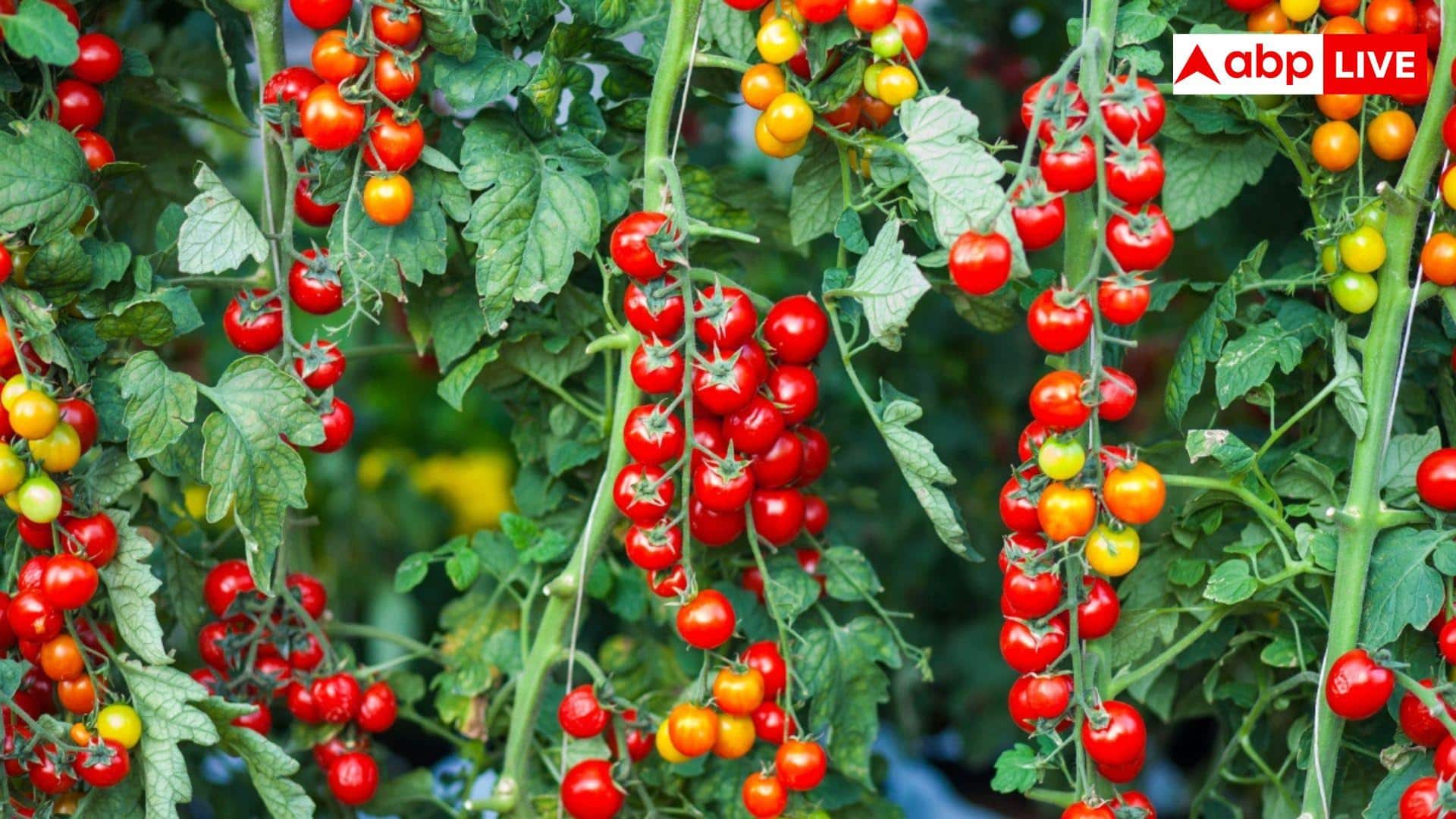 Tomato Farming Tips: टमाटर की फसल कभी नहीं होगी खराब, बस कर लें ये उपाय