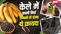 केले में लगाएं काली मिर्च और कर दें दफन, फिर देखिए जादू