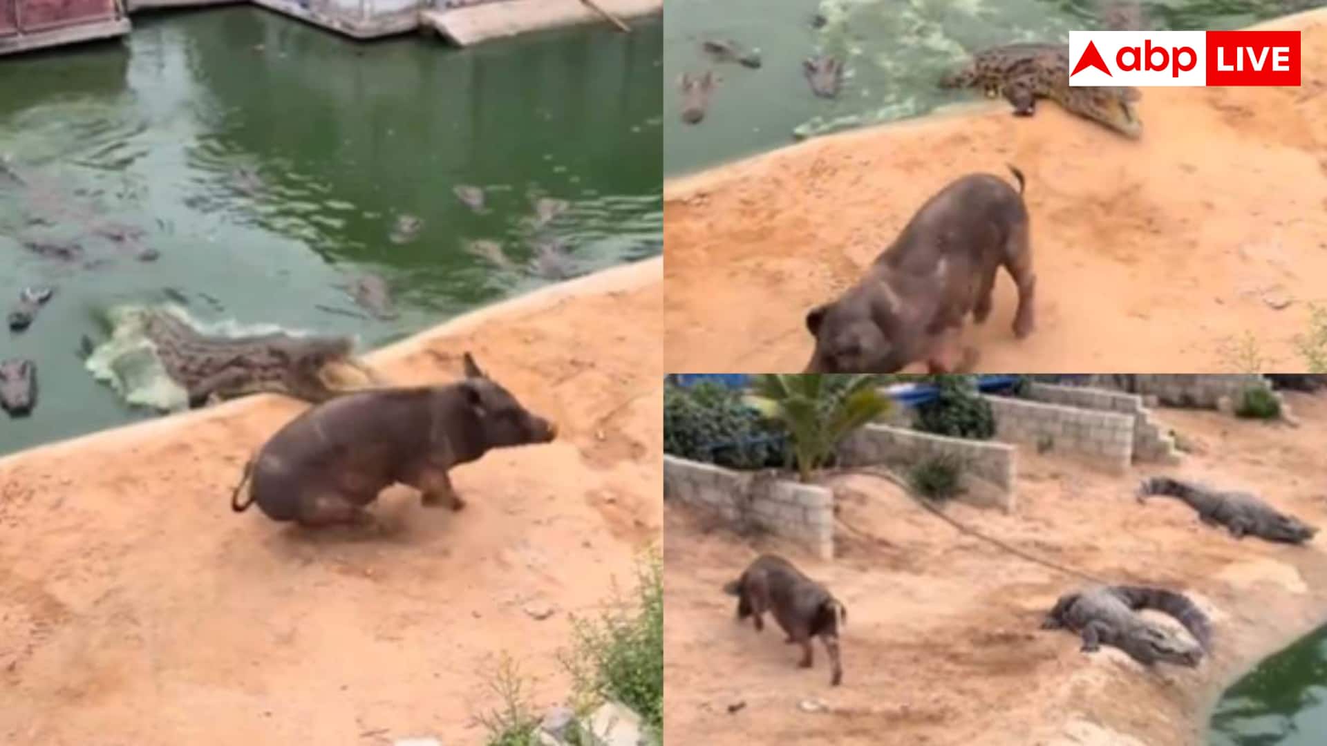 Crocodile and Pig Viral Video: सीना चौड़ा करके घूम रहा था सूअर, अचानक झपटा दरिंदा और...
