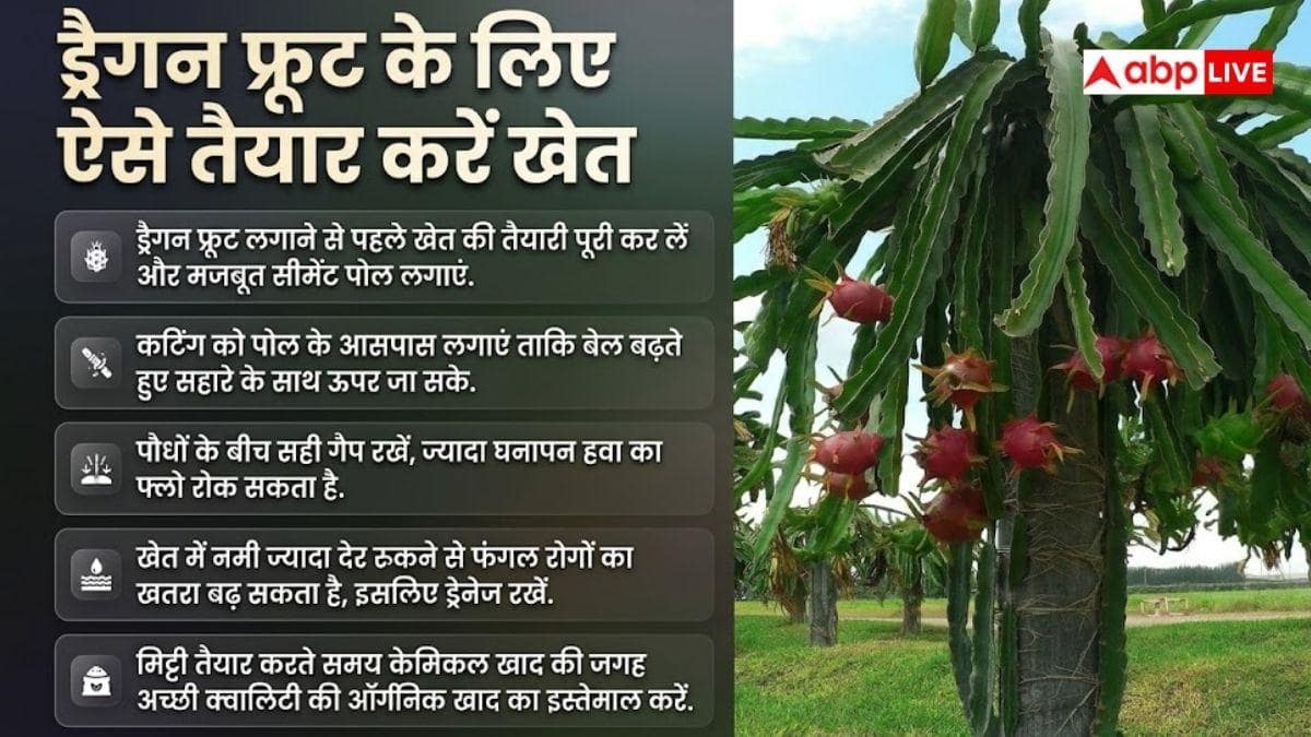 ड्रैगन फ्रूट खेती का सही मौसम, जानें कब मिलेगी बंपर पैदावार