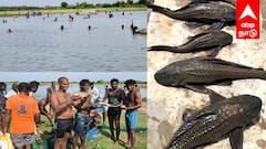 அதிர்ச்சி! மீன்பிடி திருவிழாவில் நுழைந்த ‘ராட்சச’ டேங்க் கிளீனர் மீன்கள்! - கரையிலேயே கொட்டிச் சென்ற கிராம மக்கள்!