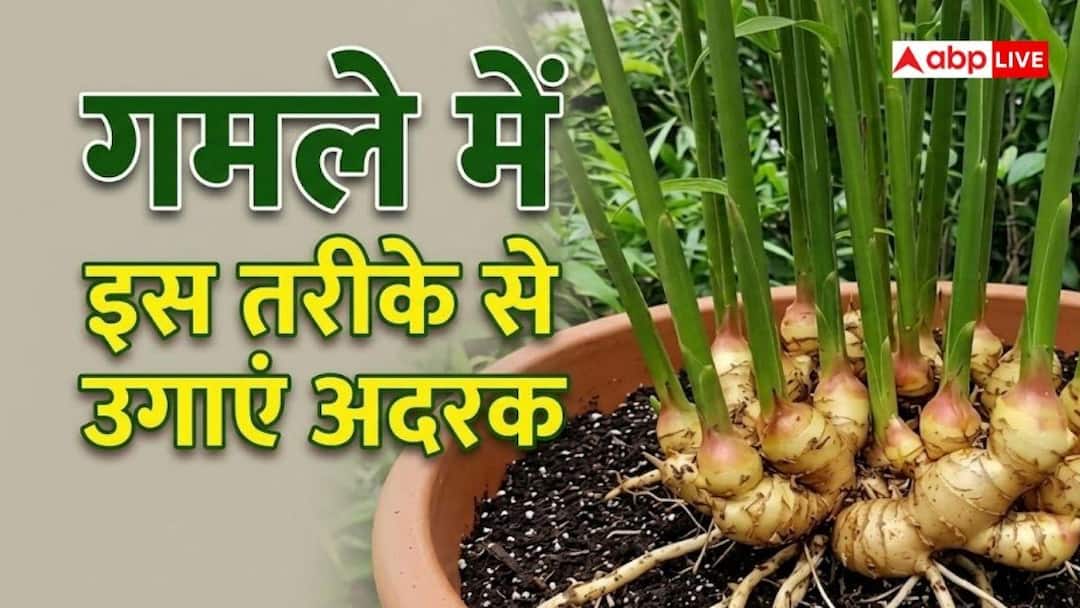 गमले में अदरक उगाना सीखें, बाजार से नहीं लाना पड़ेगा गमले में अदरक उगाना सीखें, बाजार से नहीं लाना पड़ेगा