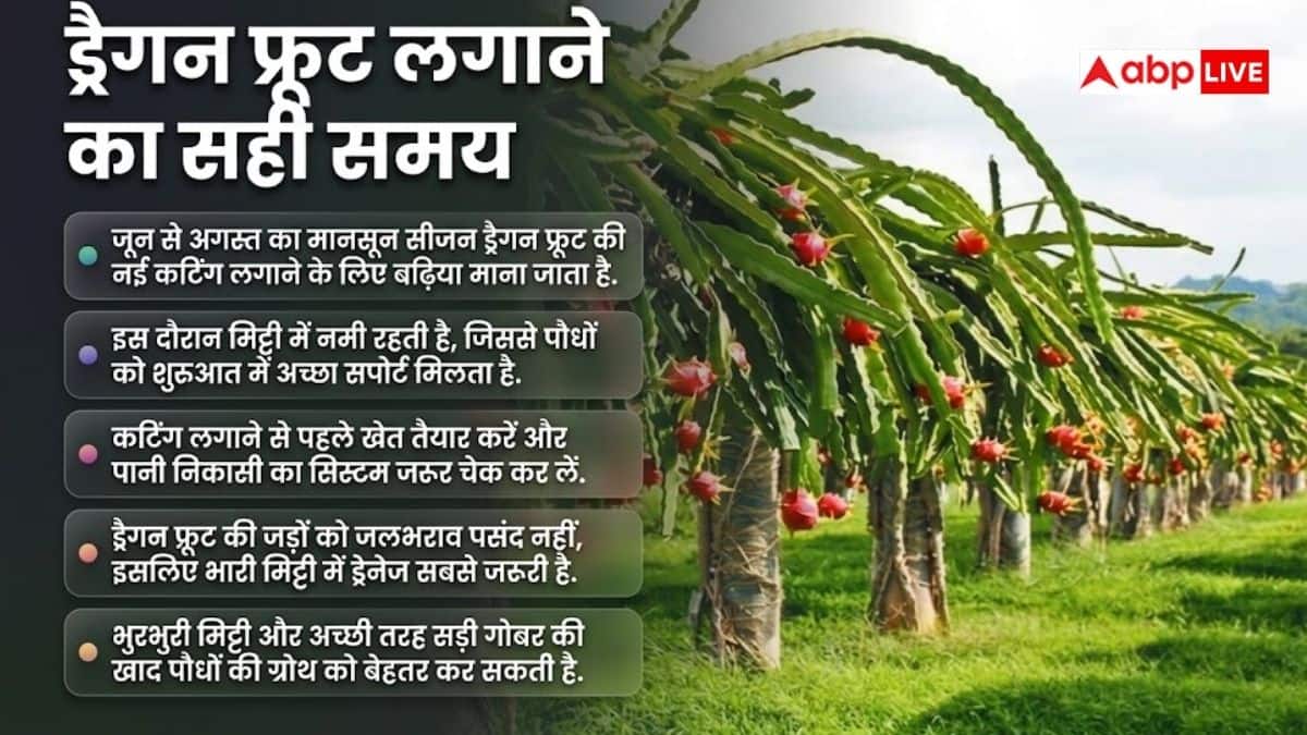 ड्रैगन फ्रूट खेती का सही मौसम, जानें कब मिलेगी बंपर पैदावार