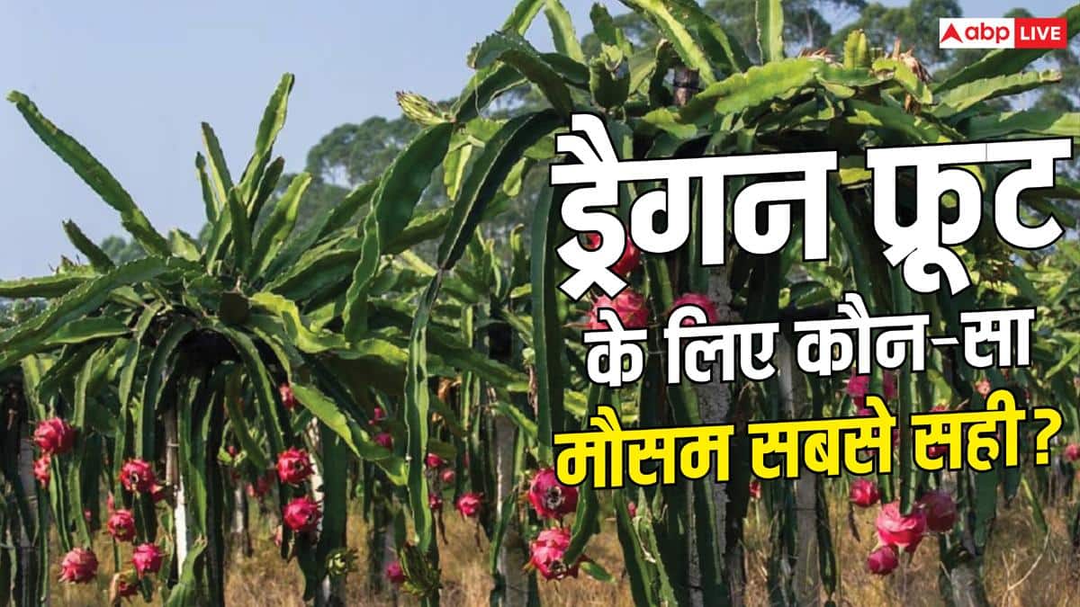 ड्रैगन फ्रूट खेती का सही मौसम, जानें कब मिलेगी बंपर पैदावार