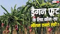 ड्रैगन फ्रूट खेती का सही मौसम, जानें कब मिलेगी बंपर पैदावार