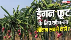 ड्रैगन फ्रूट खेती का सही मौसम, जानें कब मिलेगी बंपर पैदावार