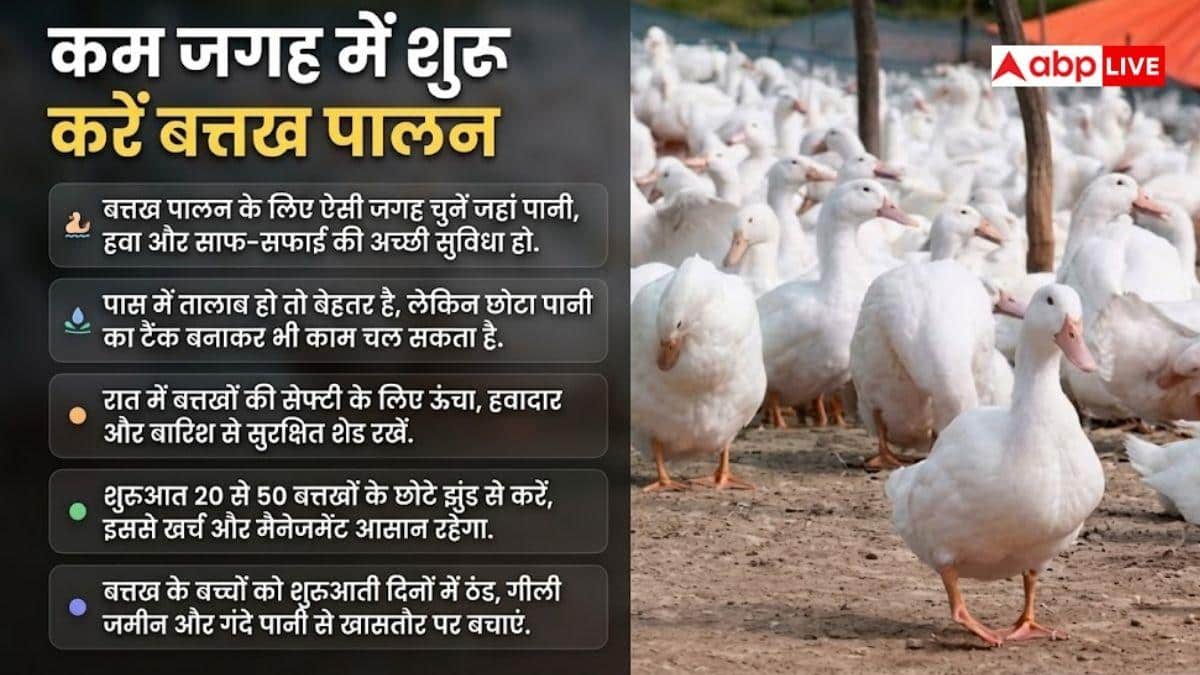 गांव में शुरू करें बत्तख पालन, होगी अच्छी कमाई