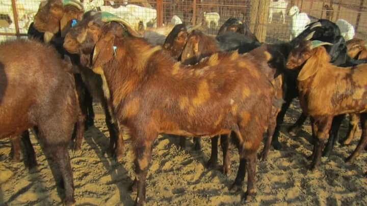 राजस्थान के सूखे और गर्म इलाकों के लिए सिरोही नस्ल सबसे मजबूत और टिकाऊ मानी जाती है. भूरे रंग के धब्बों वाली यह बकरी खराब मौसम और कम चारे में भी बिल्कुल मस्त रहती है. यह रोजाना 1 से 1.5 लीटर दूध देती है और इसका वजन बहुत ही कम समय में तेजी से बढ़ जाता है.