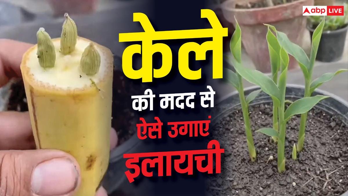 केले में फंसाएं इलायची और गमले में लगा दें, कुछ ही दिनों में होगी तगड़ी कमाई