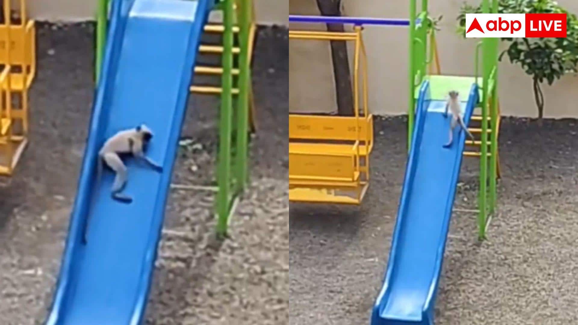 Monkey Viral Video: क्या हुआ जब बच्चों के खेलने वाली फिसलपट्टी पर बंदर आ गया? चौंक गए सब