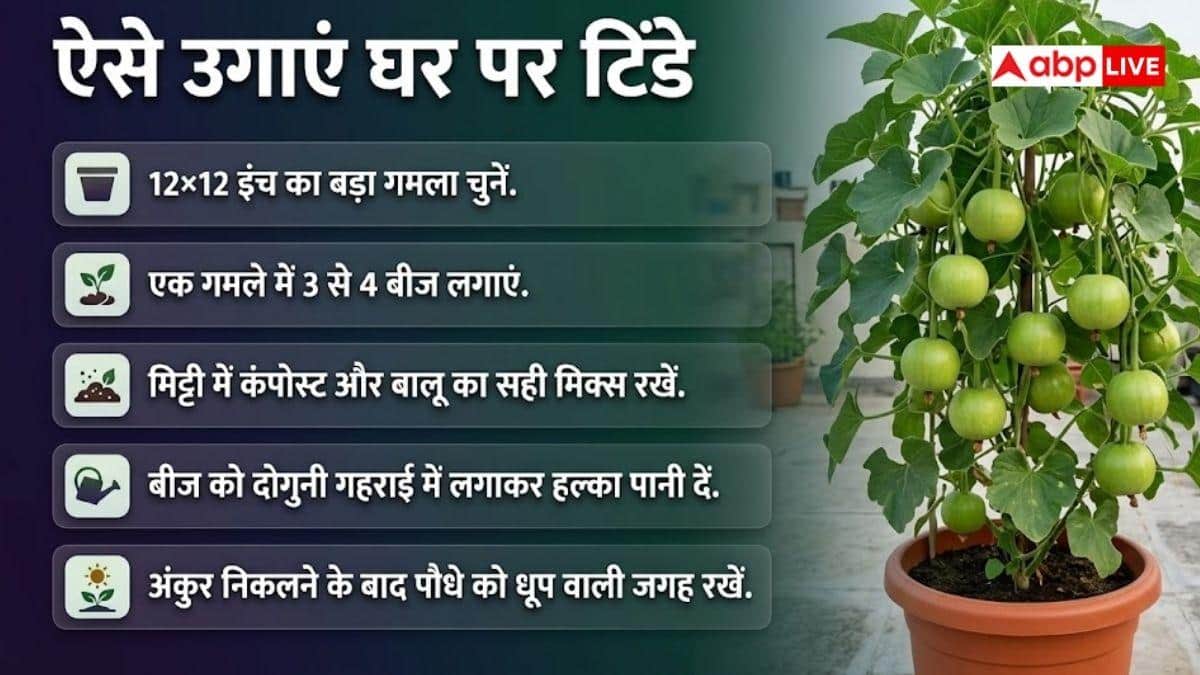 घर में उगाएं देसी टिंडे, बाजार जाने की जरूरत नहीं