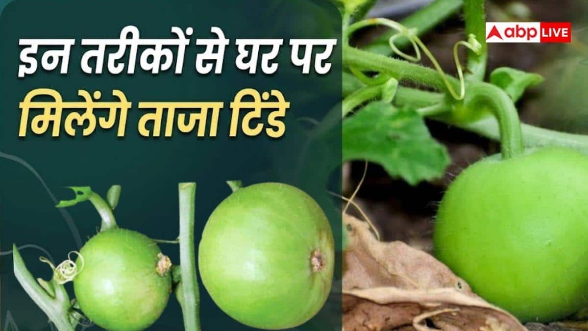 घर में उगाएं देसी टिंडे, बाजार जाने की जरूरत नहीं