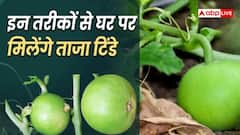 घर में उगाएं देसी टिंडे, बाजार जाने की जरूरत नहीं