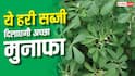 इस हरी सब्जी से किसानों को होगा मोटा मुनाफा