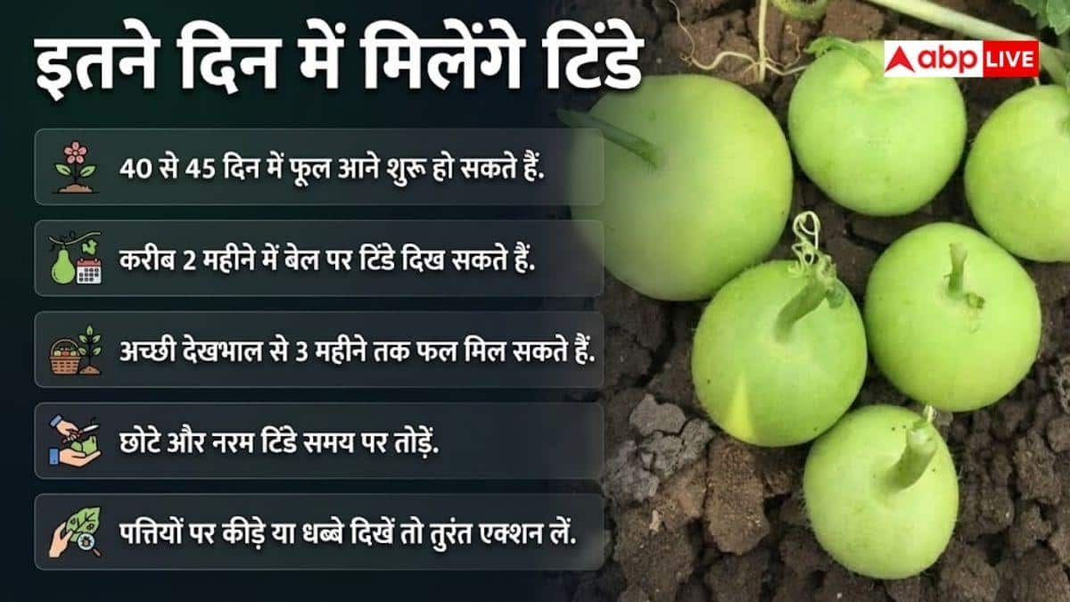 घर में उगाएं देसी टिंडे, बाजार जाने की जरूरत नहीं
