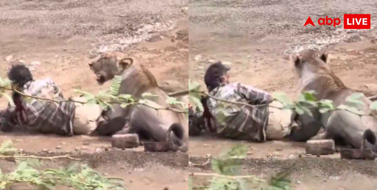 Lioness Attack Viral Video: 30 मिनट तक शेरनी के पंजे में फंसा रहा युवक, वीडियो देख दहल जाएगा कलेजा