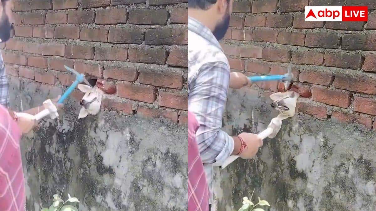 Dog Stuck in Wall: दीवार के छेद में फंस गया कुत्ता, लोगों ने बचाई जान; वीडियो वायरल