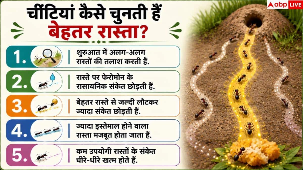 How Ants Choose The Best Path: फैसले लेने में बेस्ट क्यों मानी जाती हैं चींटियां, इनसे क्या सीखना जरूरी?