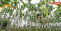 Areca Nut Farming : भारत में सबसे ज्यादा कहां होती है सुपारी की खेती, इससे कितनी कमाई?