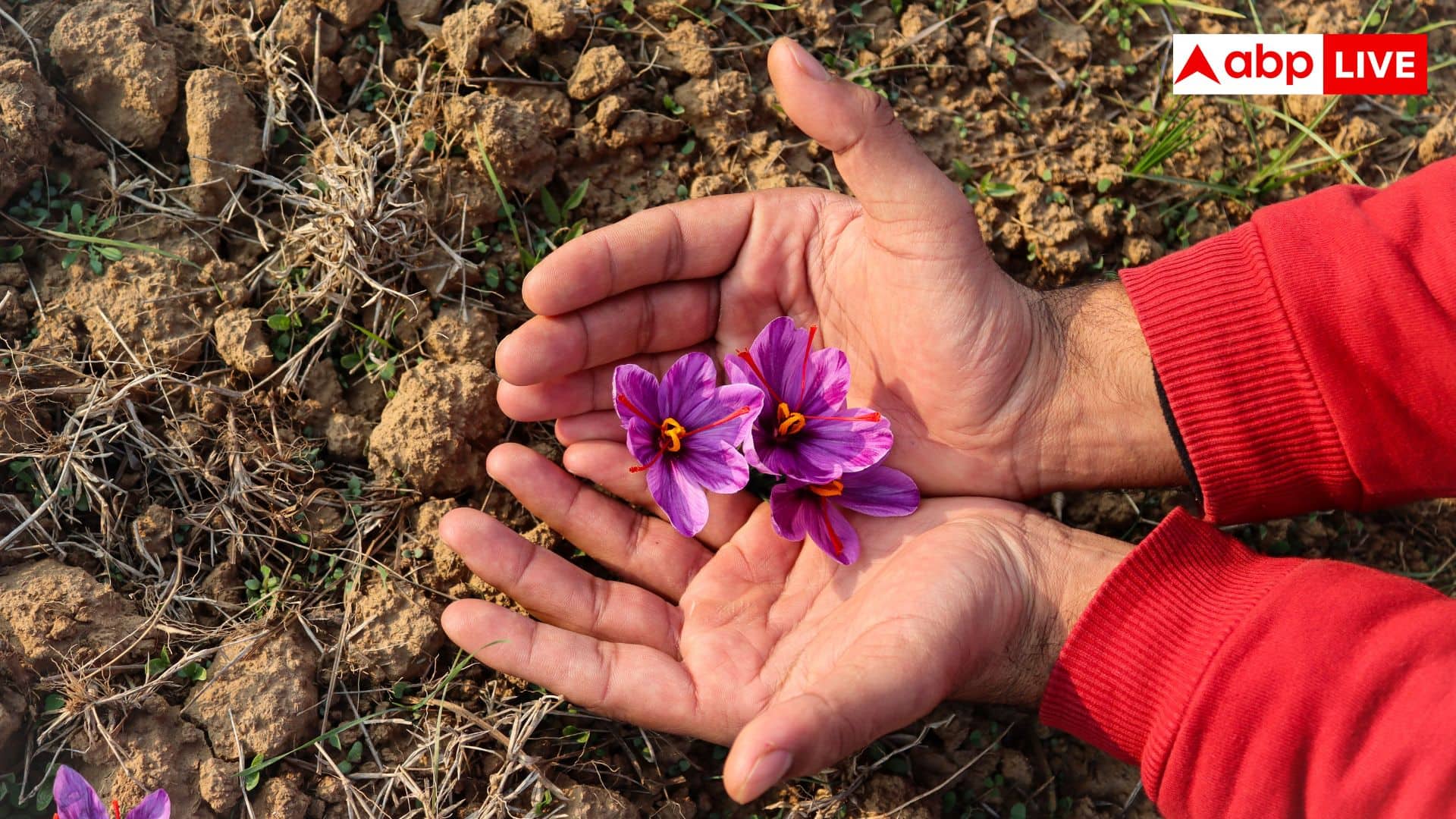 Saffron Cultivation: केसर की खेती भारत में कहां-कहां होती है, क्यों है इतनी मुश्किल?