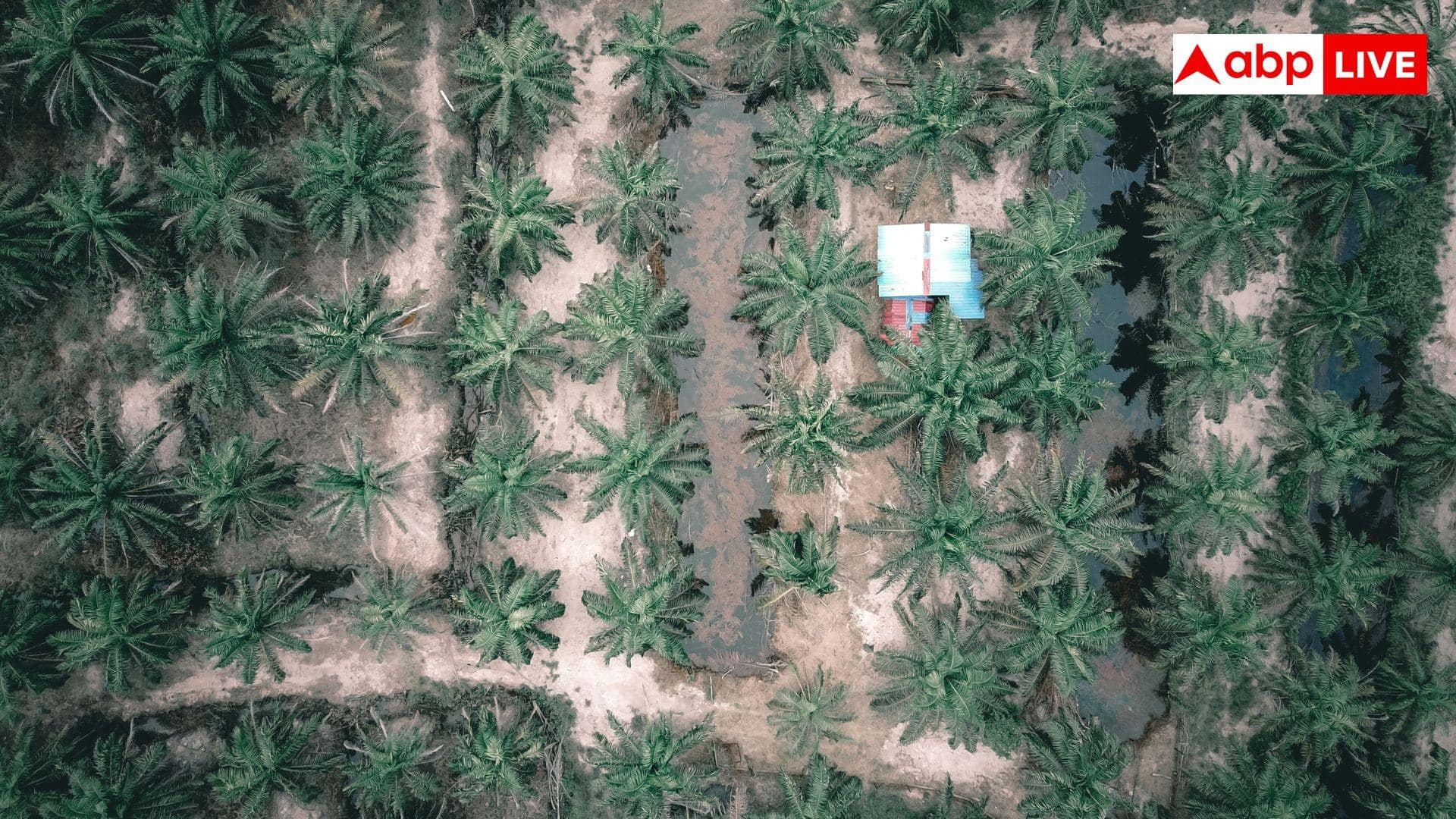 Palm Oil Cultivation: ऑयल पाम की खेती के लिए सरकार देगी मुफ्त पौधे, सब्सिडी की भी व्यवस्था