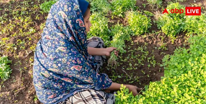 मेथी करीब 18 से 25 दिनों में कटाई के लिए तैयार हो सकती है. जब पौधे 3 से 4 इंच के हो जाएं और उनकी पत्तियां अच्छी तरह विकसित हो जाएं, तब कटाई की जा सकती है. मेथी को जड़ समेत न उखाड़ें. कैंची या चाकू से मिट्टी की सतह से 2 से 3 सेंटीमीटर ऊपर पत्तियों को काटें. जड़ को मिट्टी में छोड़ने पर पौधा कुछ दिनों बाद फिर बढ़ सकता है और दोबारा ताजी मेथी मिल सकती है.