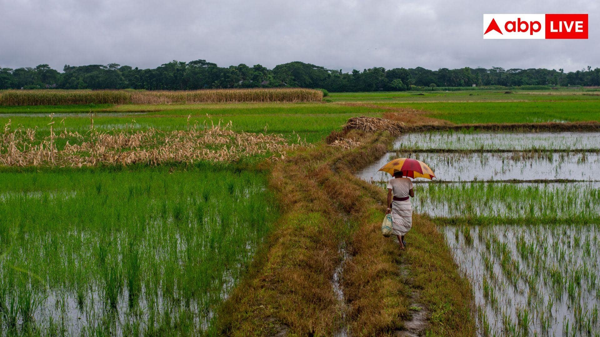 Monsoon Farming Mistakes: बारिश रुकते ही न करें ये गलती, खराब हो सकती है नई फसल