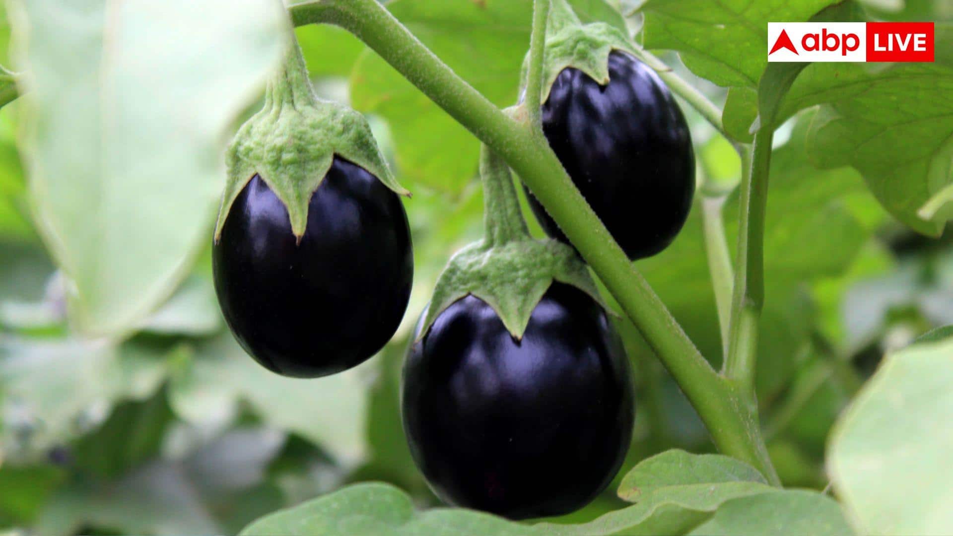 Brinjal Plant Care Tips: बैंगन के पौधे में आने लगेंगे ज्यादा फल, अपनाएं ये तरीका