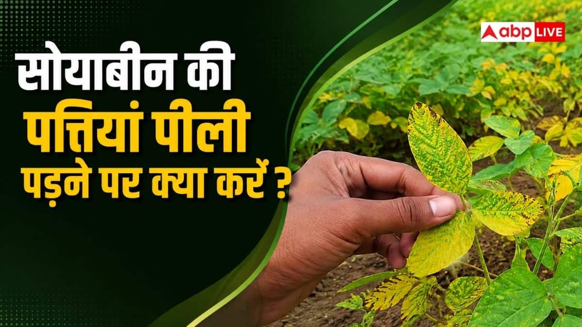 सोयाबीन के खेत में पत्तियां पीली पड़ें तो क्या करें, किसान जानें काम की बात