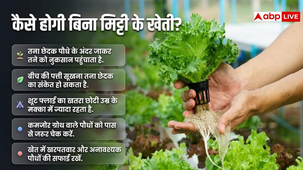 बिना मिट्टी खेती करके कमाएं, जानें पूरा तरीका