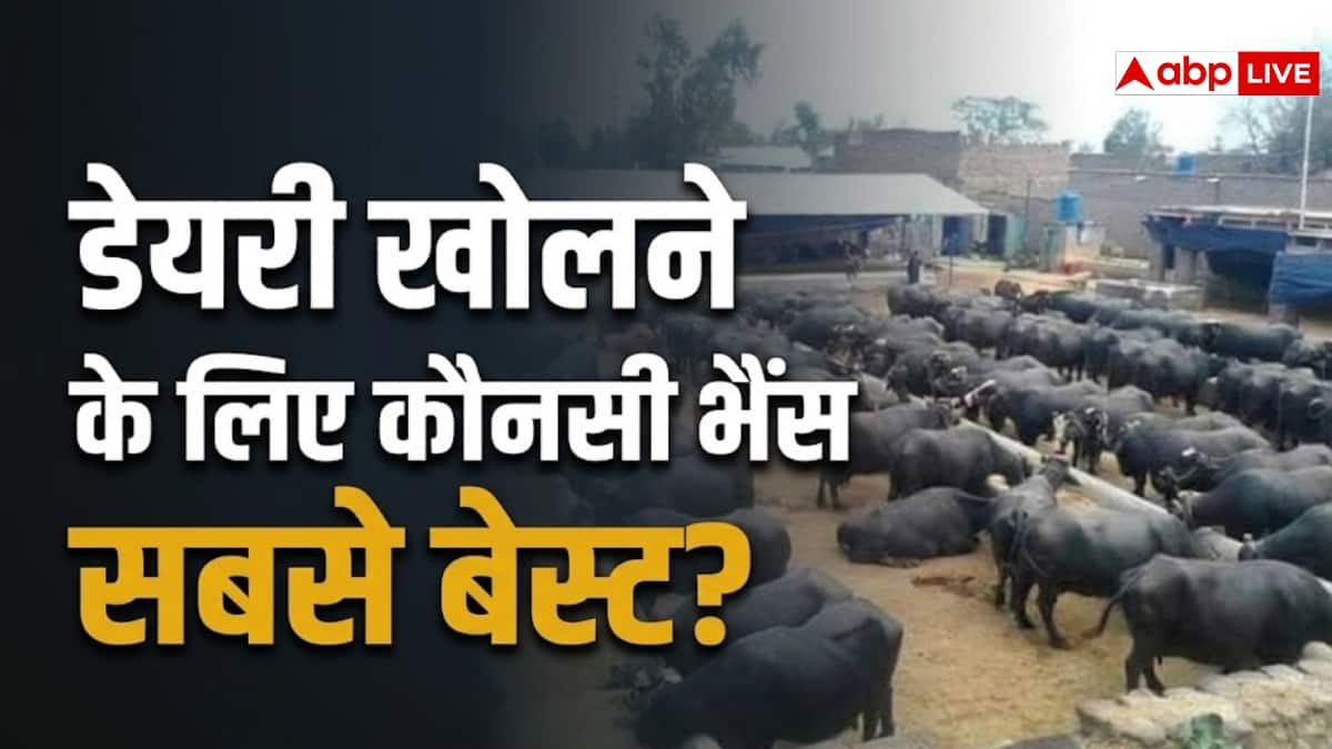 डेयरी बिजनेस के लिए किस नस्ल की भैंस सबसे बेस्ट, जान लीजिए