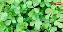Fenugreek Farming : गमले में उगानी है मेथी? बीज डालने से पहले जरूर करें ये काम
