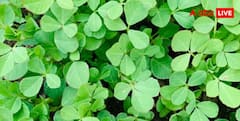 Fenugreek Farming : गमले में उगानी है मेथी? बीज डालने से पहले जरूर करें ये काम