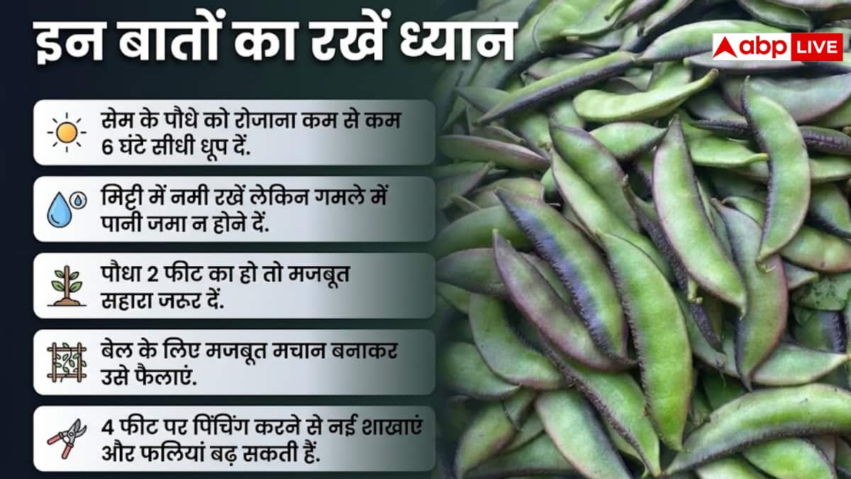 गमले में उगाएं सेम की फली, घर बैठे पाएं ताजी सब्जी