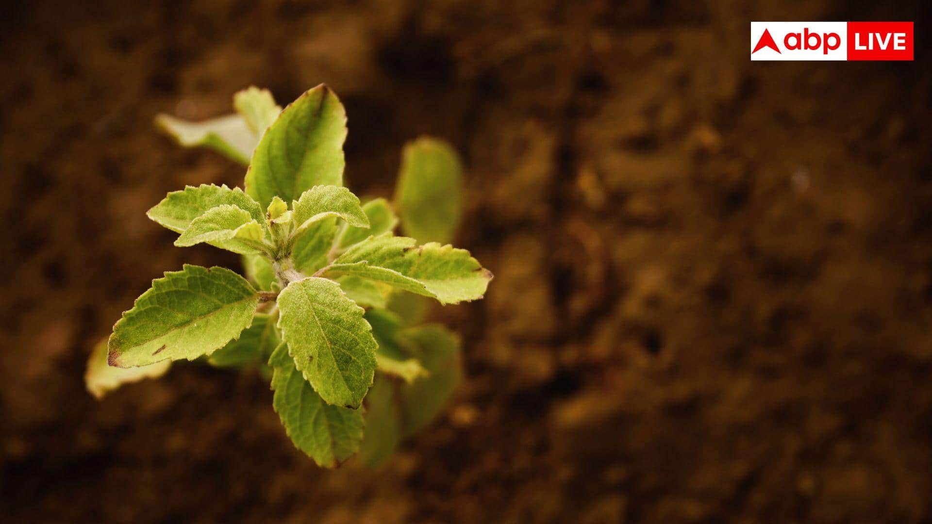 Monsoon Gardening Tips: बारिश में बचाएं तुलसी-पुदीना और करी पत्ता, देखें किचन गार्डनिंग टिप्स