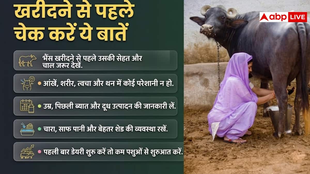 डेयरी बिजनेस के लिए किस नस्ल की भैंस सबसे बेस्ट, जान लीजिए